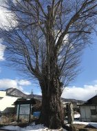 カツラの木（天然記念物）上田市真田町