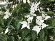 今日から６月 事務所のヤマボウシの花が満開です