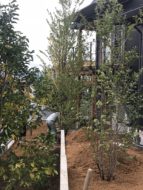 植栽の工事「らせんが繋ぐ４層の家」松本市