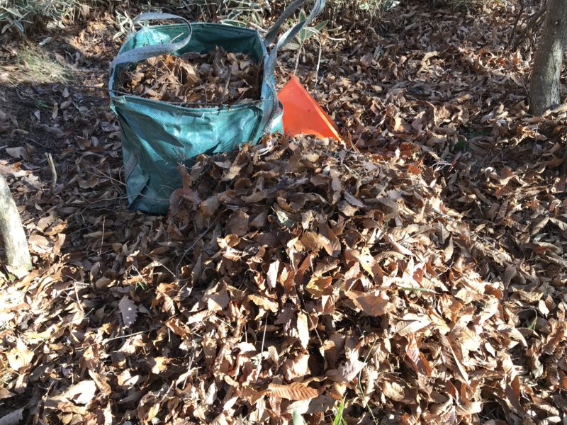 落ち葉の片付け　蓼科高原