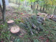 敷地内の針葉樹を伐採