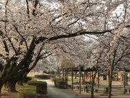 週末の松本市 桜が一気に満開となりました