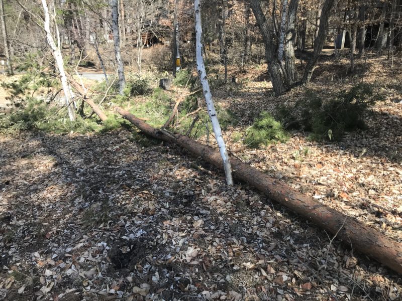 お隣の敷地から倒れてきた松の木　蓼科高原