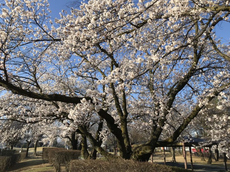 松本市南部公園の桜 2020.4.11の朝