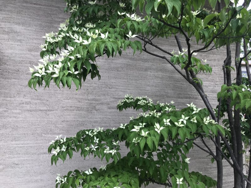 林建築設計室　玄関脇　ヤマボウシの花