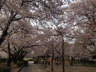 松本市南部公園の桜