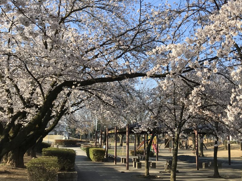 松本市南部公園の桜 2020.4.11
