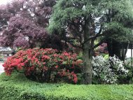 植木の確認 安藤苗圃さんへ「格子戸のコートハウス」松本市