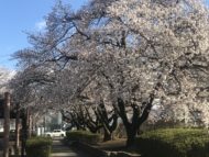 松本市南部公園の桜