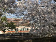 松本市南部公園の桜が満開