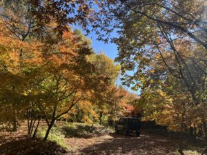 蓼科高原の紅葉