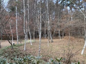 今年最後の庭掃除　蓼科アトリエ