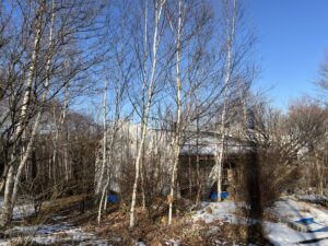 青空とシラカバと雪　原村の別荘「森景の家」
