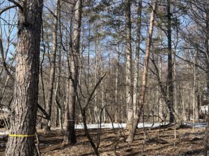 別荘の計画敷地　蓼科ビレッジ