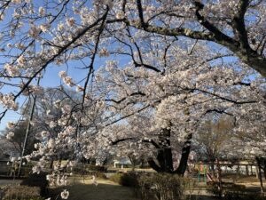 建築相談、地鎮祭、設計打合せ、現場確認 / 先週末の林建築設計室