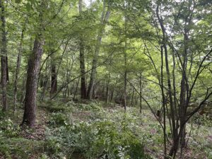 住宅設計の打合せ、計画敷地の下草刈り / 先週末の林建築設計室