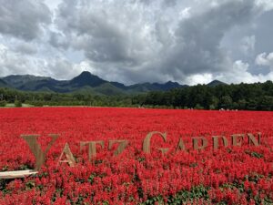 サルビアの花畑　YATZ GARDEN　茅野市　
