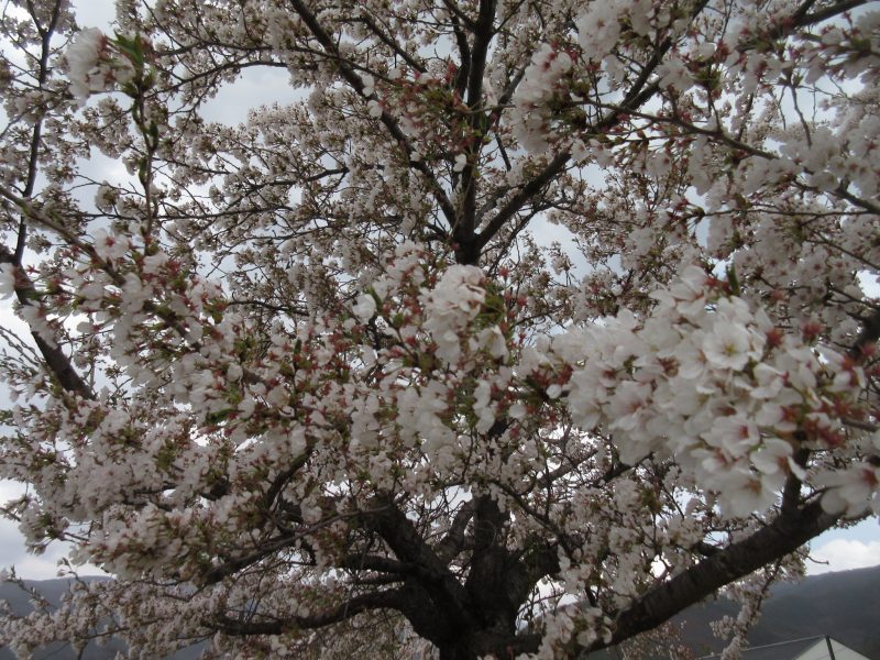 松本市 薄川の桜