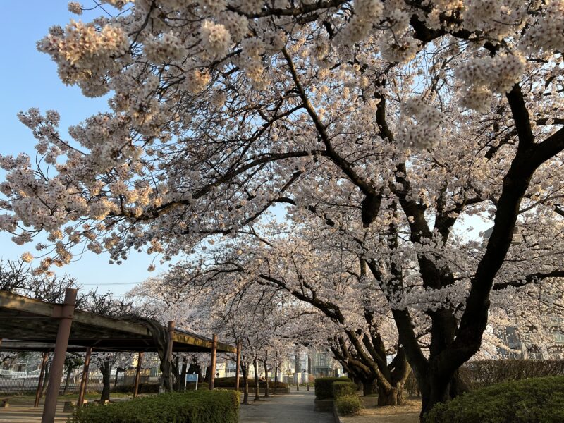 松本市南部公園　2023.4.3