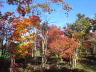 植木の確認 安藤苗圃さんへ「小さなコートハウス」岡谷市