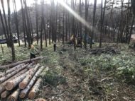 伐採工事進行中 蓼科高原の敷地