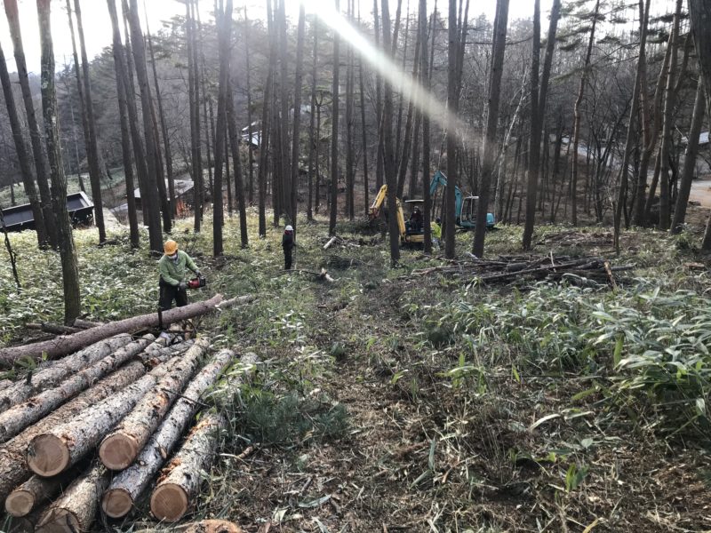 伐採工事　蓼科高原