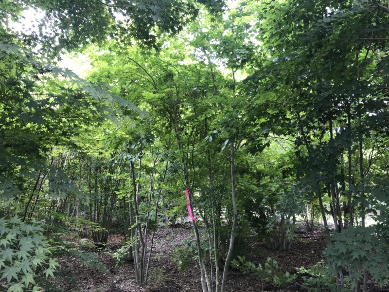 安藤苗圃さんで植栽の打ち合わせ