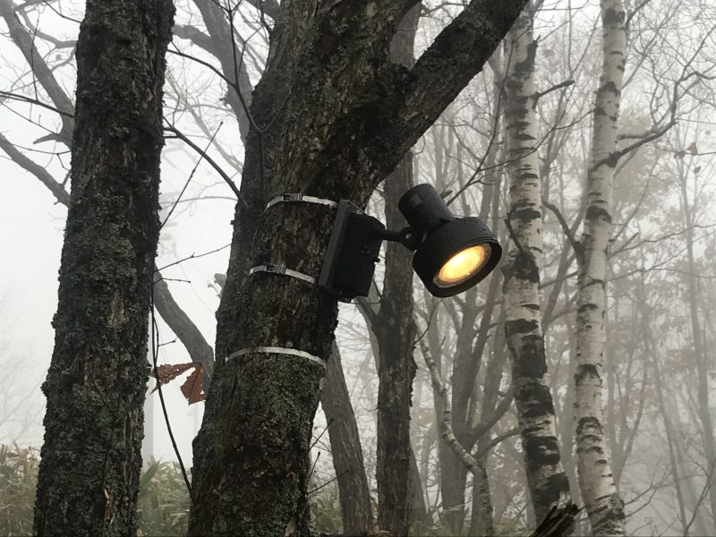 樹木に取り付けた外灯