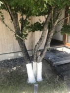 カミキリムシ被害 事務所のカシの木