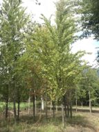 樹木の選定 波田へ「たてしな森の家」茅野市