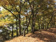 弘法山の紅葉