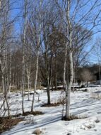 雪と青空と白樺と八ヶ岳　原村の敷地