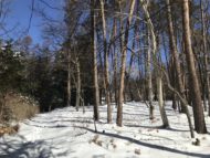 雪と青空と木立