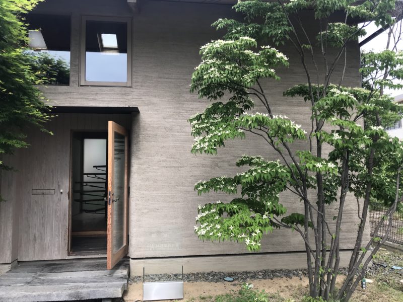林建築設計室　玄関脇のヤマボウシ