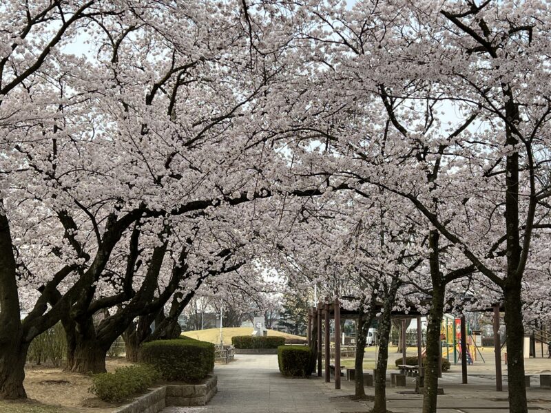 今朝の松本市南部公園　2022.4.11